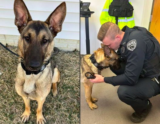 <i>Indianola Police Department via Facebook</i><br/>K-9 Kilo and Officer Nixon seized narcotics off the streets of Indianola within the first week of being on patrol.