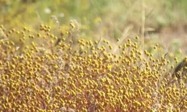 You may have seen it around the Valley and thought it was a wildflower