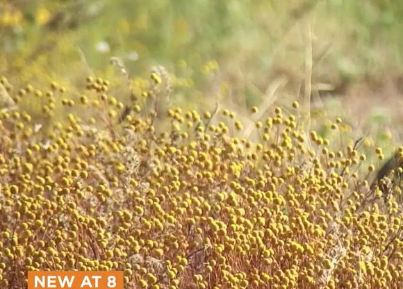 <i>KTVK/KPHO</i><br/>You may have seen it around the Valley and thought it was a wildflower