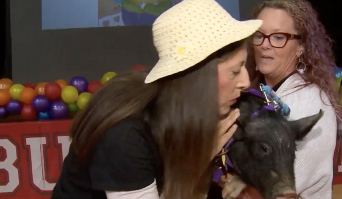 <i>WMUR</i><br/>There was big applause at Auburn Village School Wednesday because the school's principal agreed to kiss Easy the pig. This started with a storybook that the school's first graders read about a principal who kisses a pig as a reward for kids reading 100 books. Auburn Principal Lori Collins said they could do better than that.