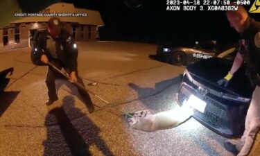 The Portage County Sheriff's Office in central Wisconsin said a bobcat needed to be removed from a vehicle's front grill. Sheriff Mike Lukas called the incident "a first" for him and shared video of the ordeal. According to Lukas