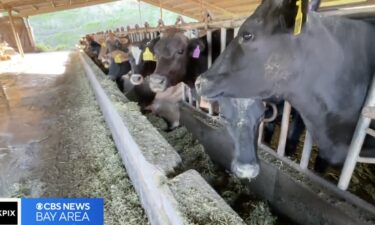 Scientists and farmers are working together to reduce the harmful gasses cows produce. When cows munch for lunch