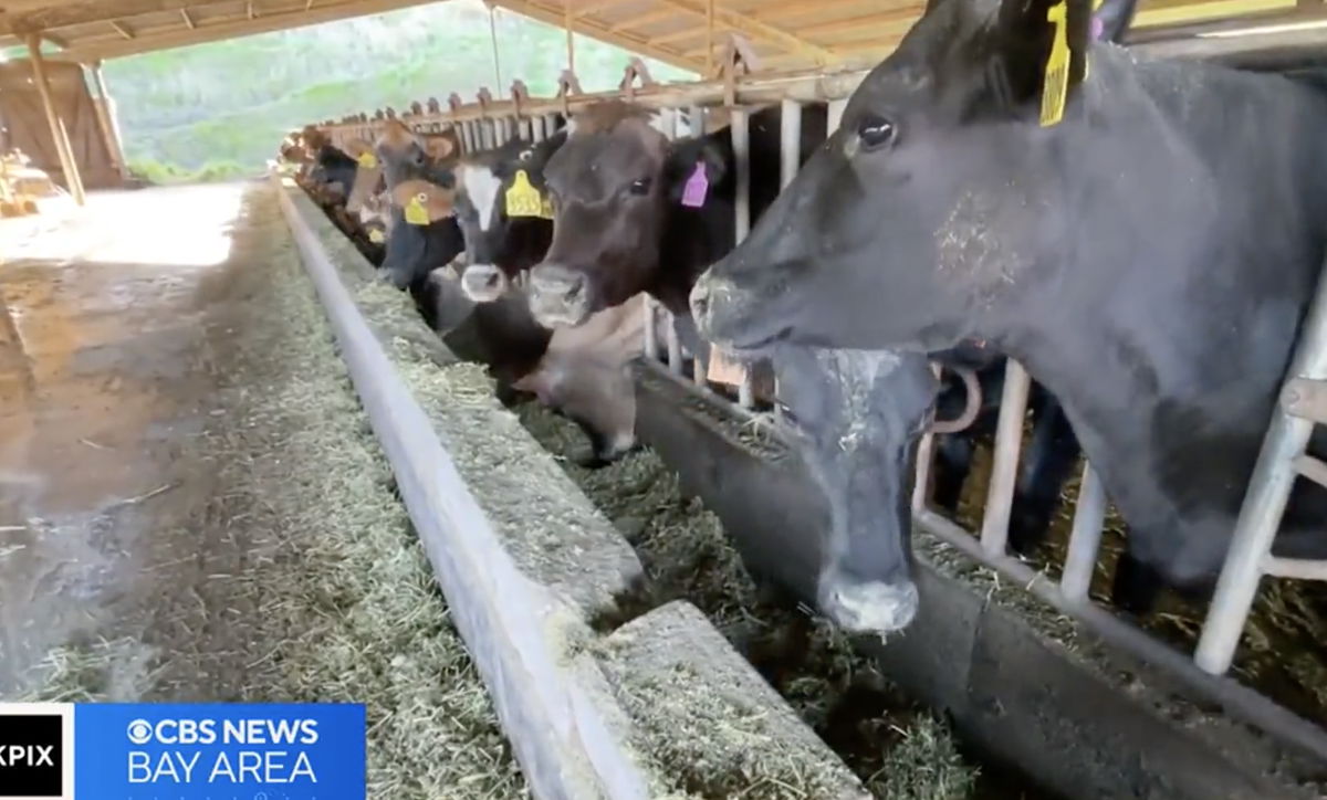 <i>KPIX</i><br/>Scientists and farmers are working together to reduce the harmful gasses cows produce. When cows munch for lunch