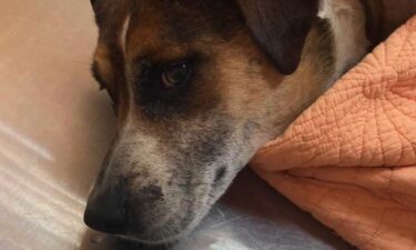 A Greenville County deputy in South Carolina is being praised for "going the extra mile" to save a dog who was stuck in the woods and in grave condition.