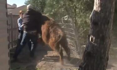 Niles police corralled a loose cow Thursday morning