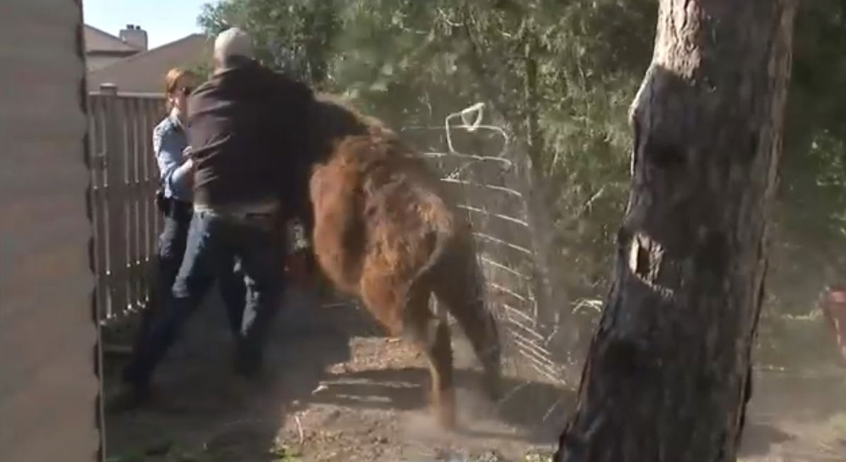 <i>WLS</i><br/>Niles police corralled a loose cow Thursday morning