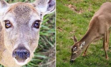 Two white-tailed deer were found dead at a North Carolina nature center.