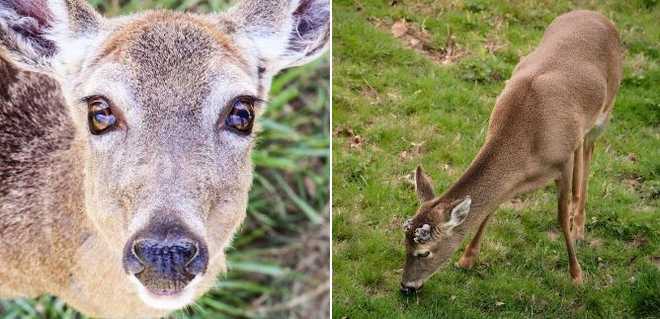 <i>WNC Nature Center/WYFF</i><br/>Two white-tailed deer were found dead at a North Carolina nature center.