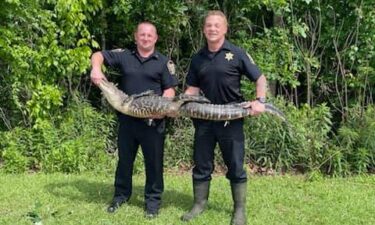 St. Charles Parish deputies had a busy day capturing alligators Sunday.