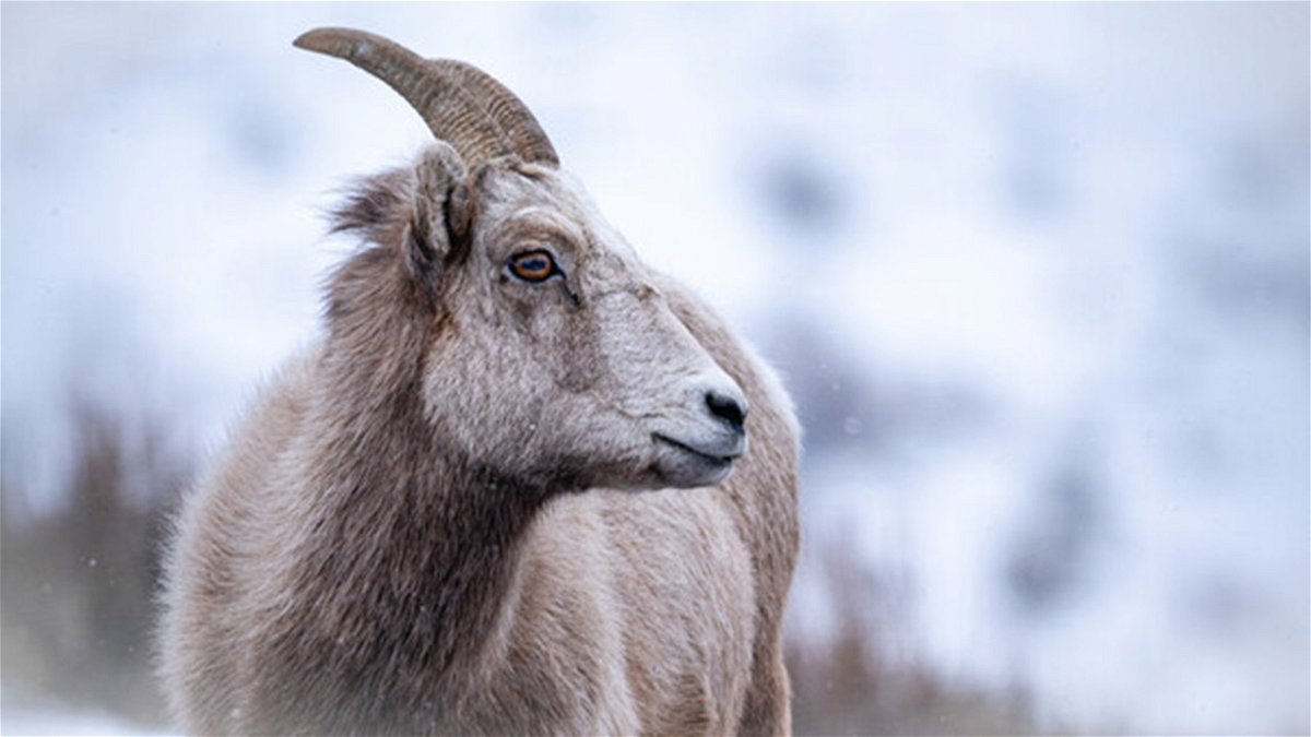 Bighorn sheep in the snow
