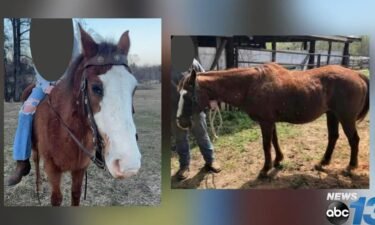 A horse was rescued from a collapsed barn in Dickson County