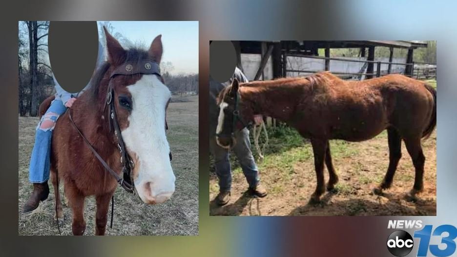 <i>Dickson County Emergency Management/WSMV</i><br/>A horse was rescued from a collapsed barn in Dickson County
