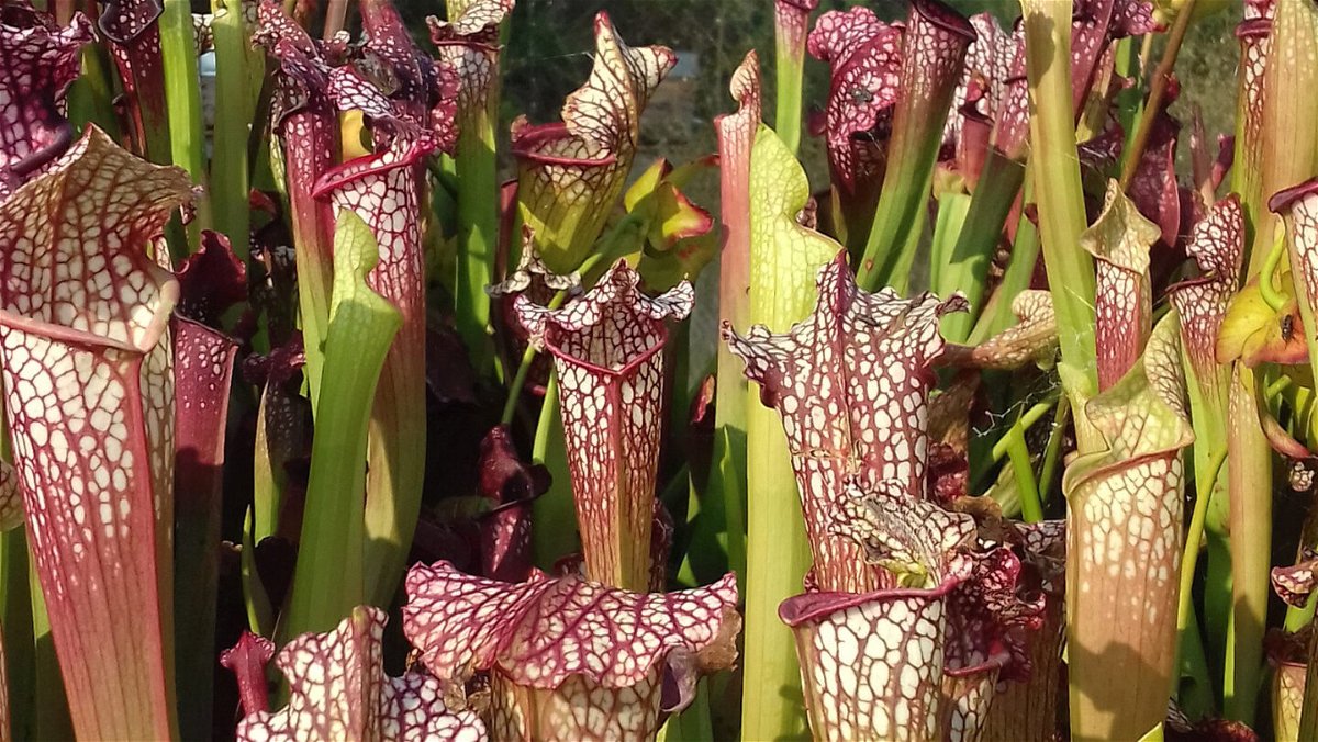 <i>L. Gaume</i><br/>Sarracenia pitcher plants