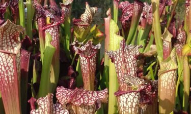 Sarracenia pitcher plants