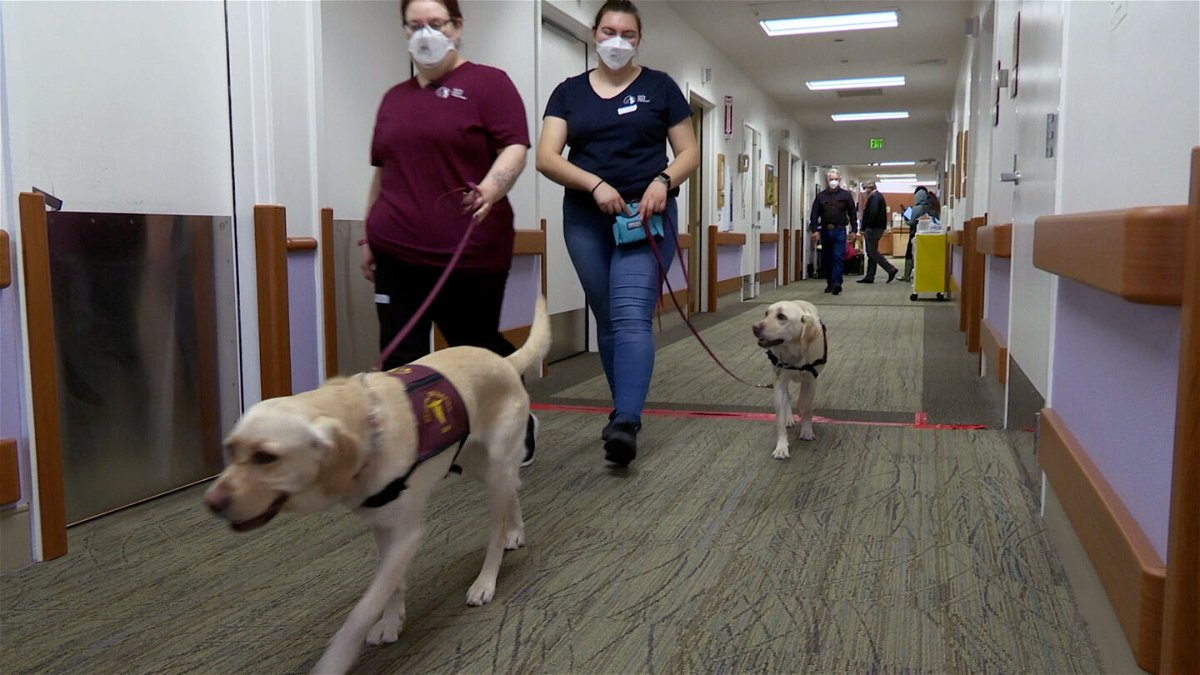 <i>Courtesy California Department of Public Health</i><br/>Covid-sniffing dogs Scarlett and Rizzo at a skilled nursing home in California.