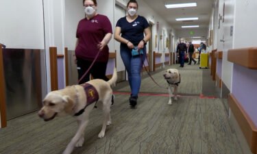 Covid-sniffing dogs Scarlett and Rizzo at a skilled nursing home in California.