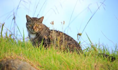 A contest planned for children in New Zealand to hunt and kill feral cats as part of a drive to protect native species has been axed following backlash from the public and animal rights groups.