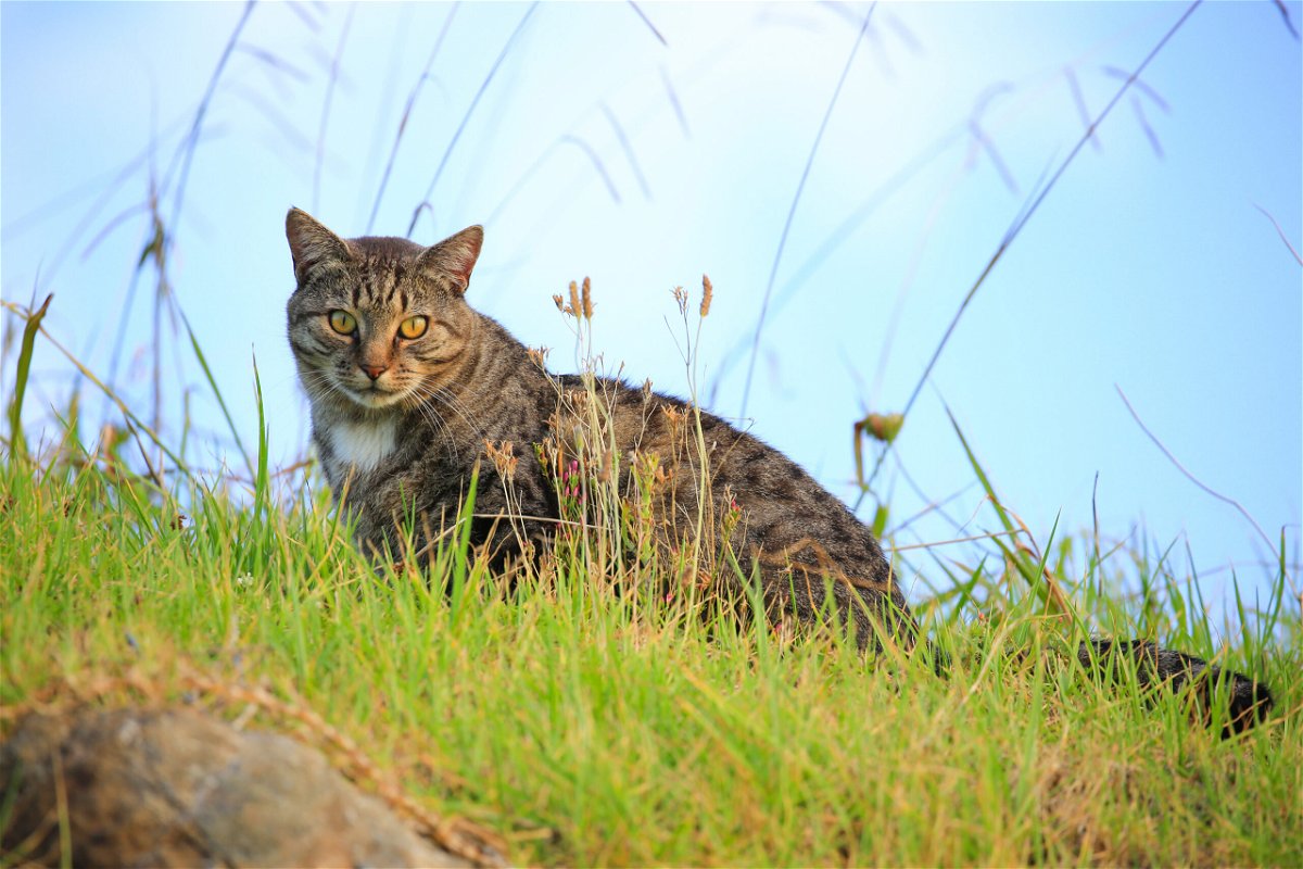 <i>JordiStock/iStockphoto/Getty Images</i><br/>A contest planned for children in New Zealand to hunt and kill feral cats as part of a drive to protect native species has been axed following backlash from the public and animal rights groups.
