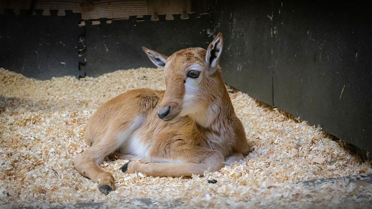 <i>Courtesy Kelsey Wallace/Oregon Zoo</i><br/>A five-day-old African bontebok calf is seen at the Oregon Zoo. He was born on April 1 to Winter