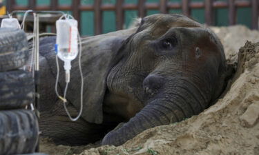 African elephant Noor Jahan rests on a sand pile