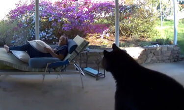 David Oppenheimer comes face-to-face with a bear outside his Asheville home on Tuesday