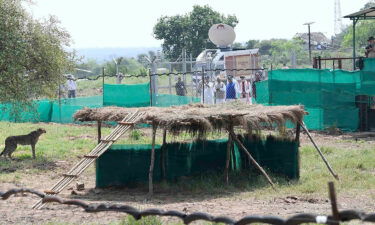 Indian Prime Minister Narendra Modi watched a cheetah after it was released in an enclosure at Kuno National Park