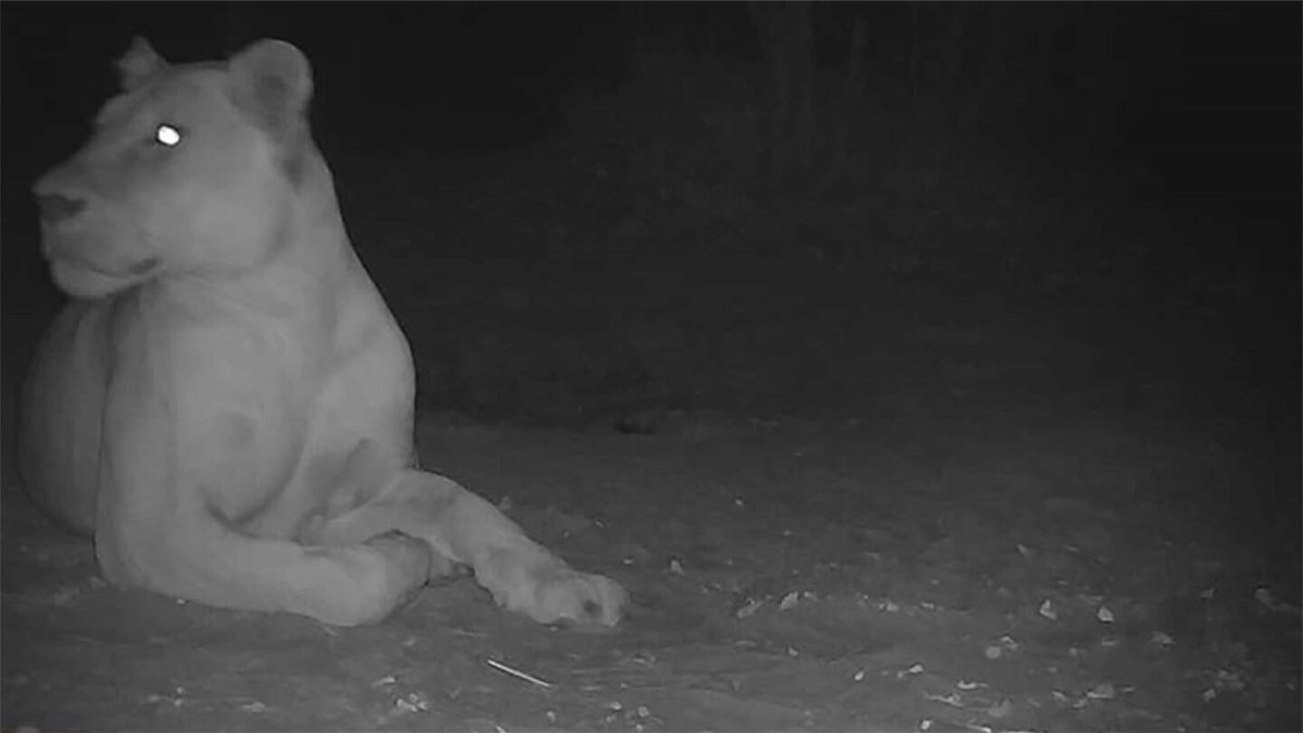 <i>Wildlife Conservation Society/Government of Chad</i><br/>A remote camera captured an image of a lioness in Sena Oura National Park