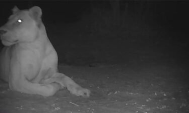A remote camera captured an image of a lioness in Sena Oura National Park