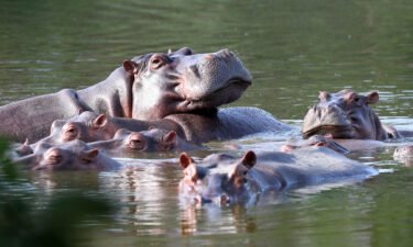 Hippos float in the lake at Hacienda Napoles Park