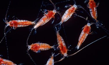 Small crustaceans known as Megacalanus princeps live in the ocean's twilight zone at a depth of 1