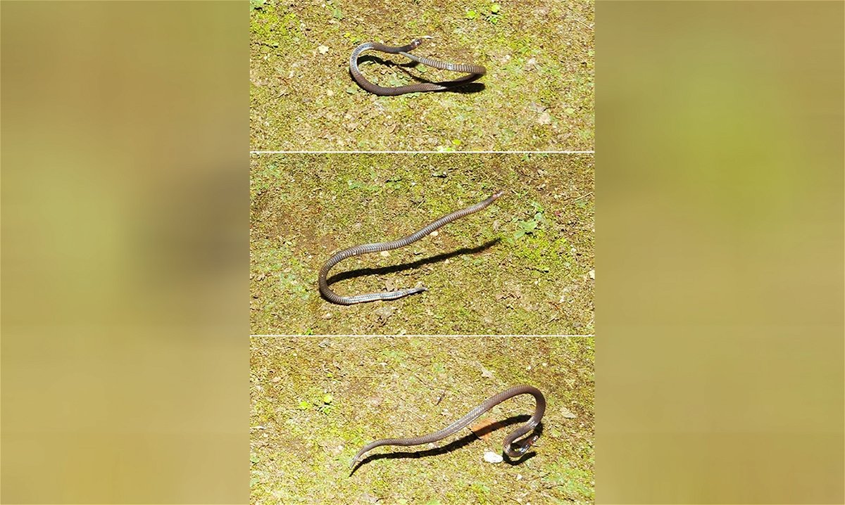 <i>Courtesy Evan S.H. Quah</i><br/>The dwarf reed snake deploys an unusual escape mechanism.