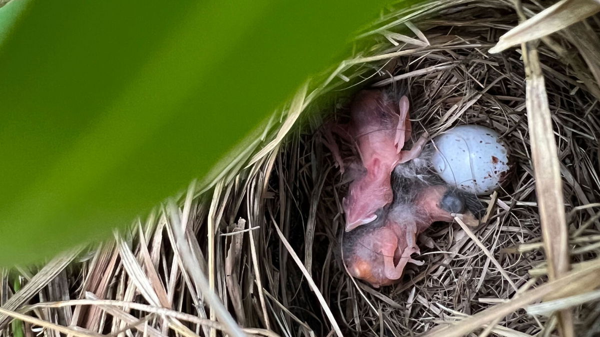 <i>Courtesy Brevard Zoo</i><br/>Mother Peg laid three eggs