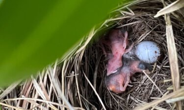 Mother Peg laid three eggs