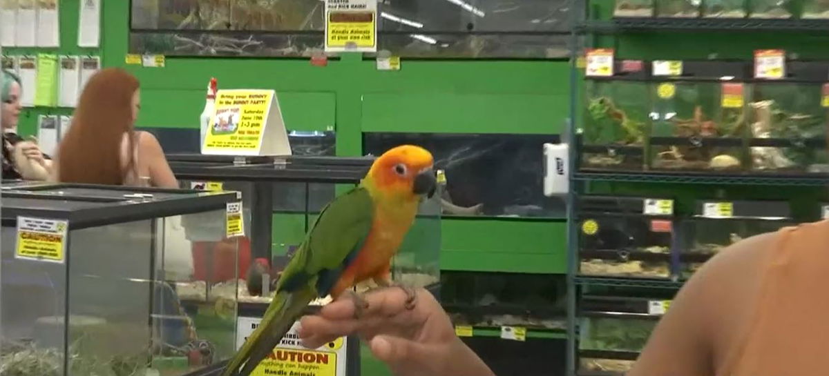 <i></i><br/>A rare and expensive bird stolen from Mobile