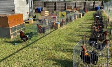 Chickens rescued by the Chesterfield County Sheriff's Office in cockfighting bust