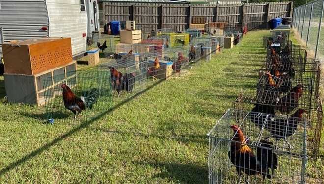 <i>WYFF/Chesterfield County Sheriff's Office</i><br/>Chickens rescued by the Chesterfield County Sheriff's Office in cockfighting bust