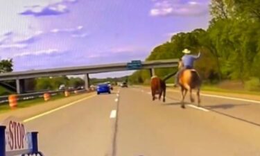 Wranglers capture a runaway cow on I-75 in Oakland County