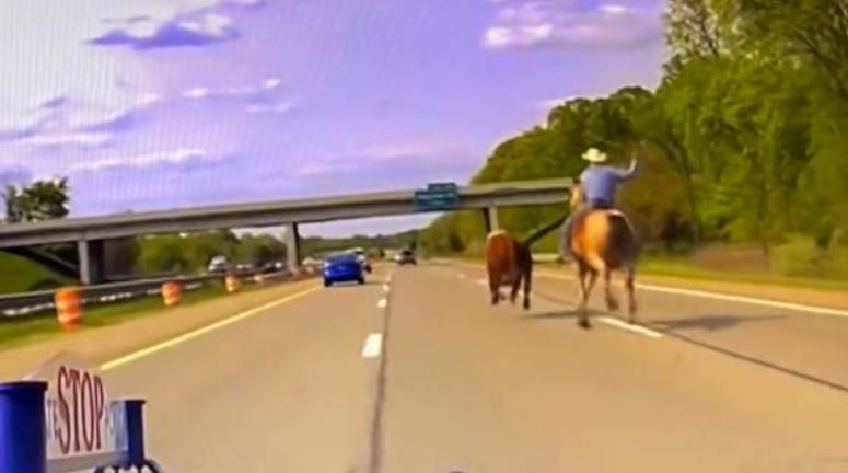 <i>Michigan State Police Second District/WWJ</i><br/>Wranglers capture a runaway cow on I-75 in Oakland County