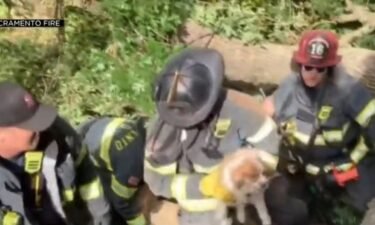 Firefighters with the Bantam Fire Company rescued a dog that jumped and fell 34 feet from a tower atop Mt. Tom State Park in Litchfield on June 12.