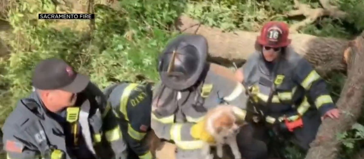 <i></i><br/>Firefighters with the Bantam Fire Company rescued a dog that jumped and fell 34 feet from a tower atop Mt. Tom State Park in Litchfield on June 12.