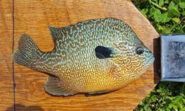 The Missouri Department of Conservation congratulates John Goad of Jefferson City for tying the state record for longear sunfish. The 5-ounce fish was caught on May 8