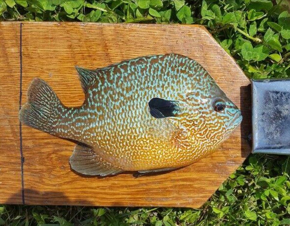 <i>Missouri Department of Conservation/KOMU</i><br/>The Missouri Department of Conservation congratulates John Goad of Jefferson City for tying the state record for longear sunfish. The 5-ounce fish was caught on May 8