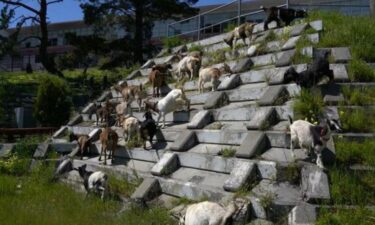 A herd of goats has been let loose on the city's fields and hillsides to chew away at the lush grass that sprouted during an unusually wet winter. In the summer