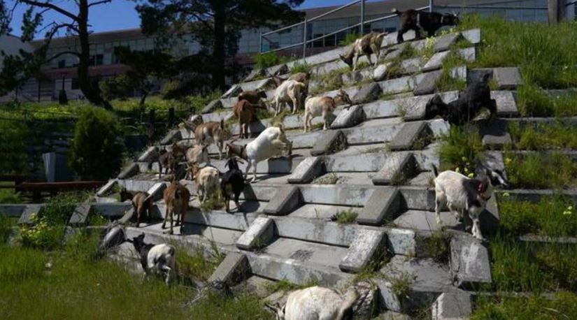 <i></i><br/>A herd of goats has been let loose on the city's fields and hillsides to chew away at the lush grass that sprouted during an unusually wet winter. In the summer