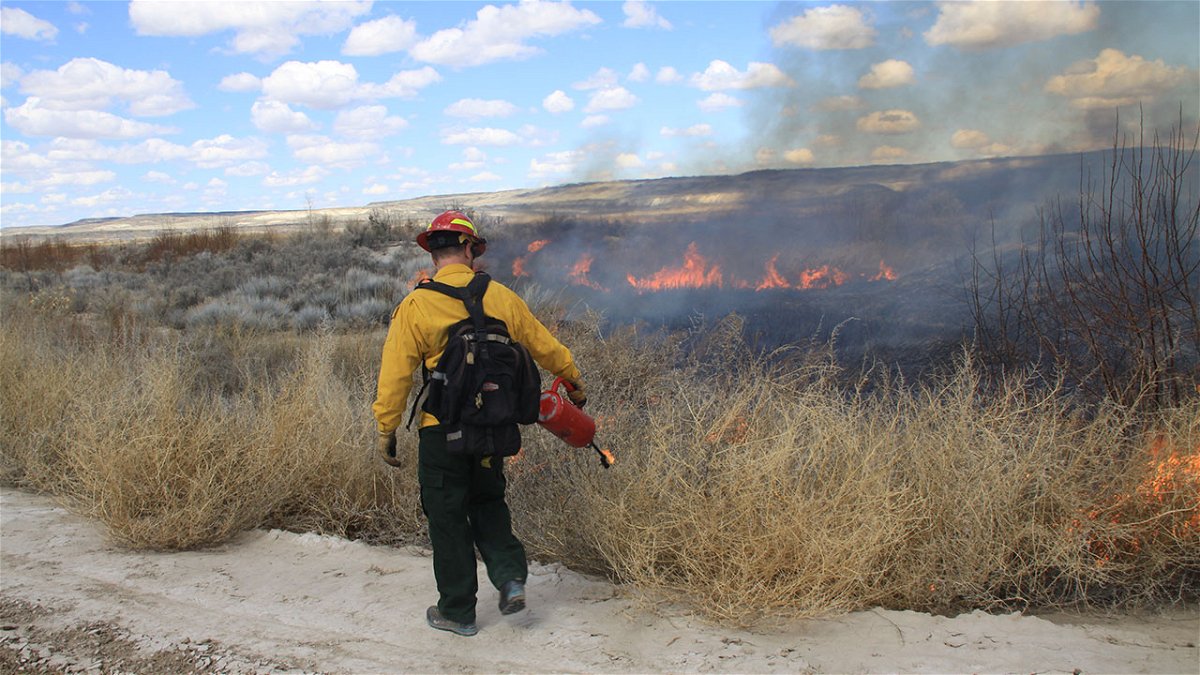 Photo of firefighter igniting a controlled burn.