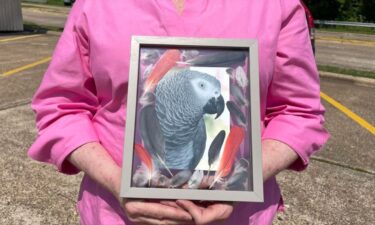 A Shreveport resident seeks help searching for her missing parrot.