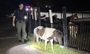 Grand Blanc Township Police returned four loose ponies to their corral after finding them walking along a dark road.