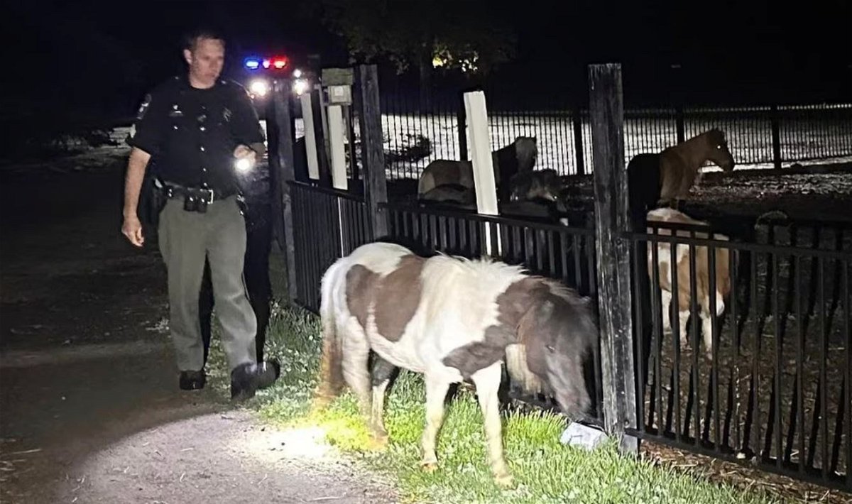 <i></i><br/>Grand Blanc Township Police returned four loose ponies to their corral after finding them walking along a dark road.
