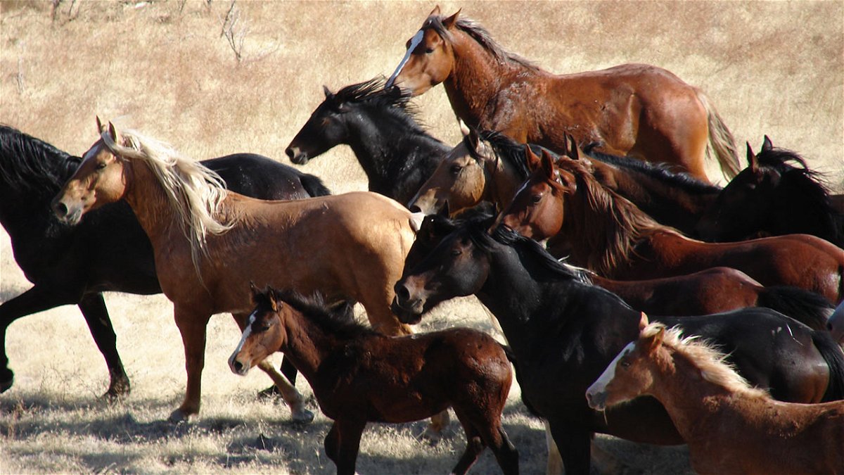 Photo of wild horses on the BLM’s Sands Basin Herd Management Area in Owyhee County.