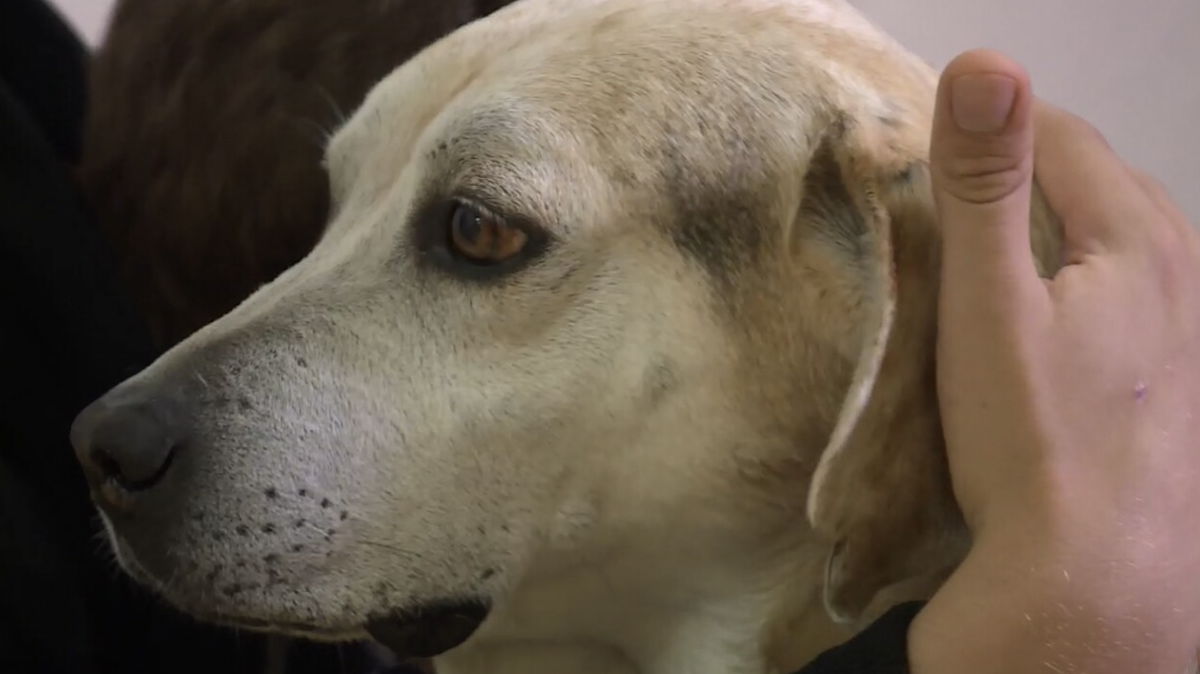 <i>WPTV</i><br/>A student at Indian Ridge School in West Palm Beach pets therapy dog Jaime on May 3